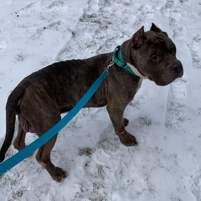 Enlarge Rocket, a Adoptable Pit Bull Terrier in Newark, NJ image 5/6
