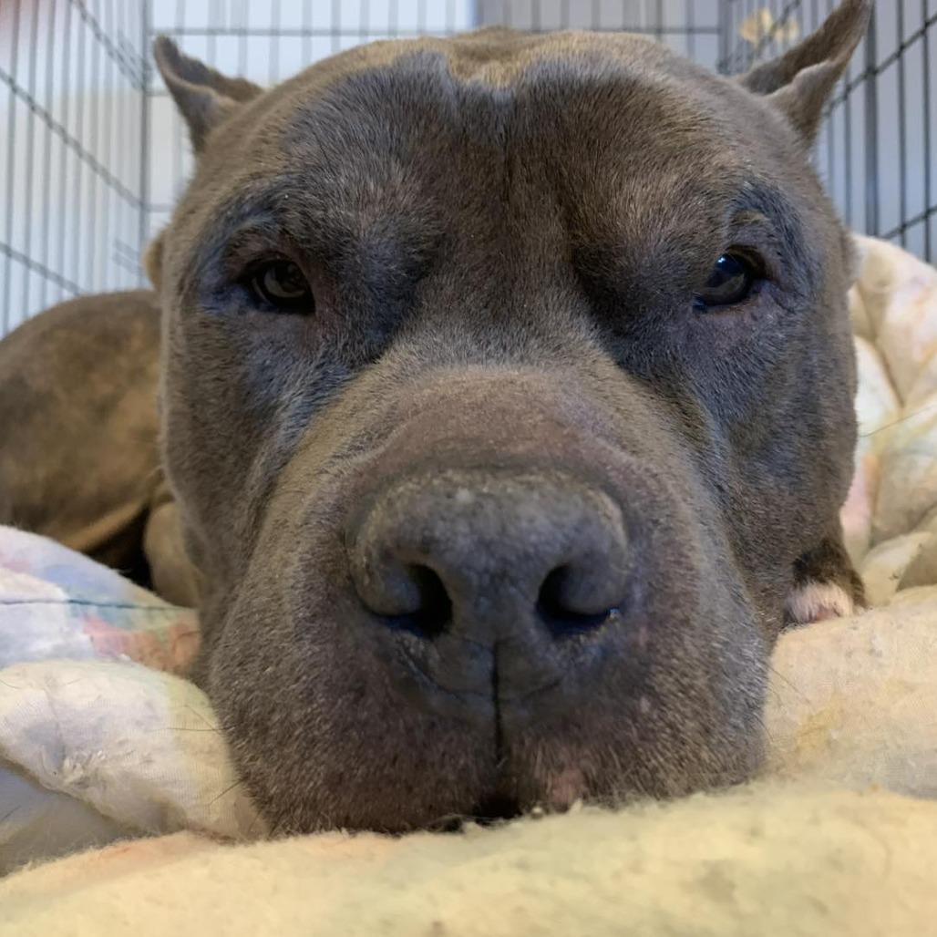 Enlarge Rocket, a Adoptable Pit Bull Terrier in Newark, NJ image 6/6