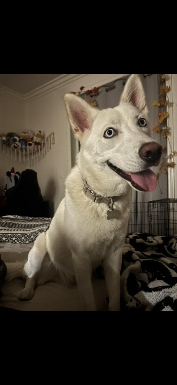 Kina, ADOPTABLE, Young Female Husky & White German Shepherd.