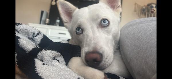 Kina, a ADOPTABLE mixed breed in Carlsbad, CA image 2/2