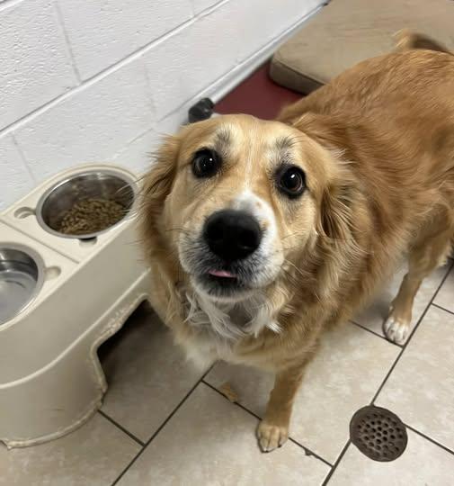 Enlarge Shiloh, a ADOPTABLE mixed breed in Pacific, MO image 1/1