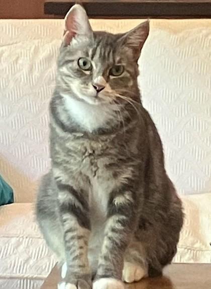 Hera , ADOPTABLE, Adult Female Domestic Short Hair.