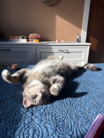 Enlarge Hera , a ADOPTABLE Domestic Short Hair in Downers Grove, IL image 2/3