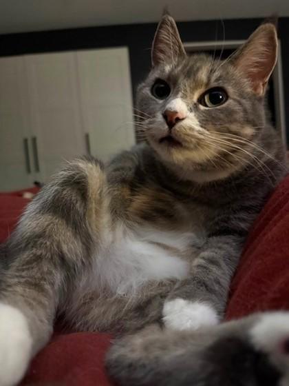 Enlarge Hera , a ADOPTABLE Domestic Short Hair in Downers Grove, IL image 3/3