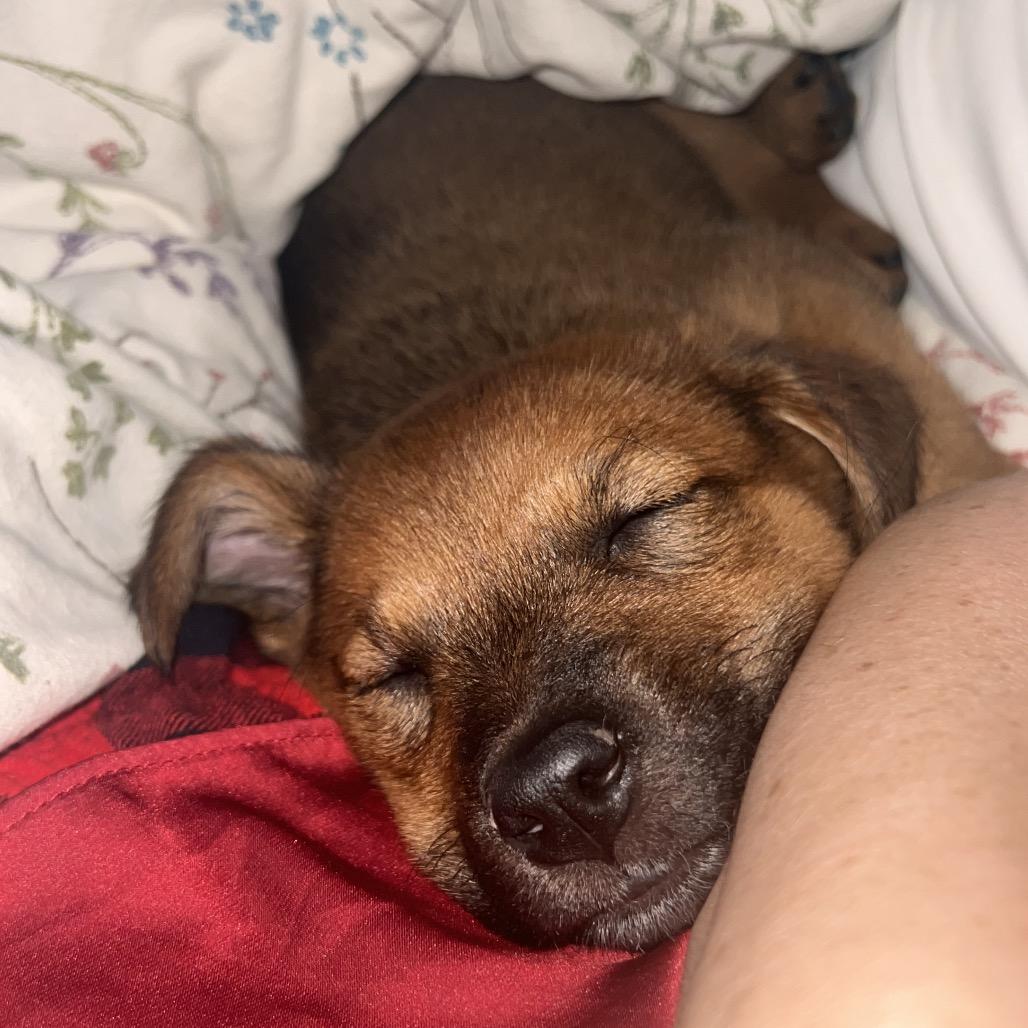 Pumpkin, Adoptable, Puppy Female Retriever.