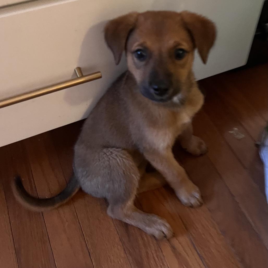 Molly, Adoptable, Puppy Female Retriever.
