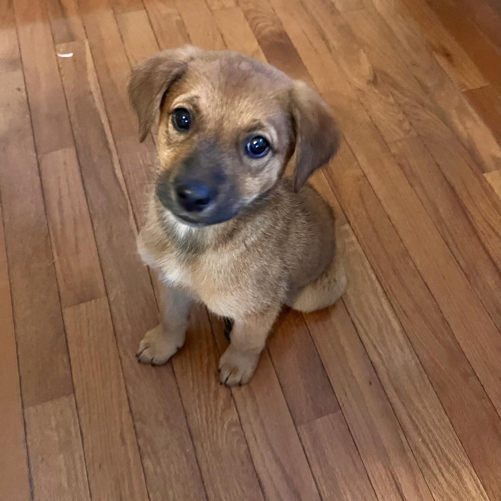 Enlarge Pumpkin, a Adoptable Retriever in Raleigh, NC image 3/6