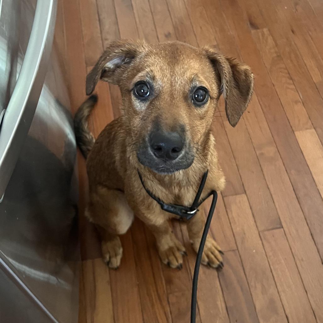 Molly, a Adoptable mixed breed in Raleigh, NC image 2/6