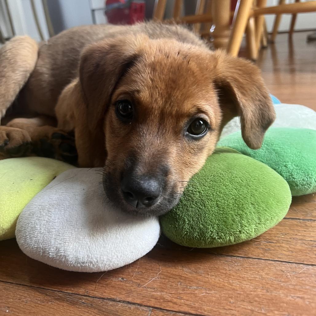 Enlarge Molly, a Adoptable Retriever in Raleigh, NC image 3/6