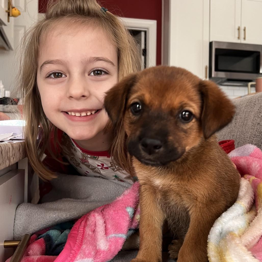 Enlarge Pumpkin, a Adoptable Retriever in Raleigh, NC image 4/6