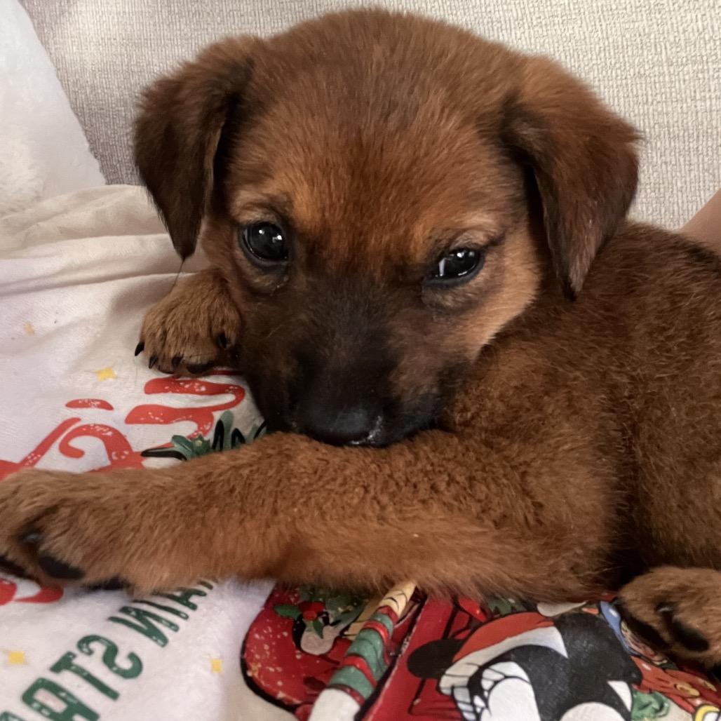 Enlarge Pumpkin, a Adoptable Retriever in Raleigh, NC image 5/6