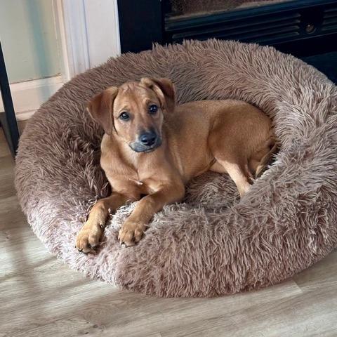 Molly, a Adoptable Retriever in Raleigh, NC image 6/6