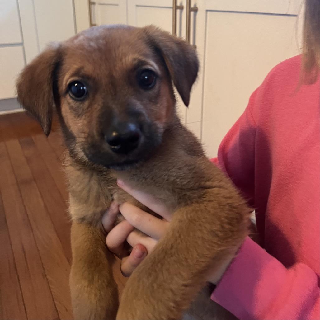 Enlarge Pumpkin, a Adoptable Retriever in Raleigh, NC image 6/6