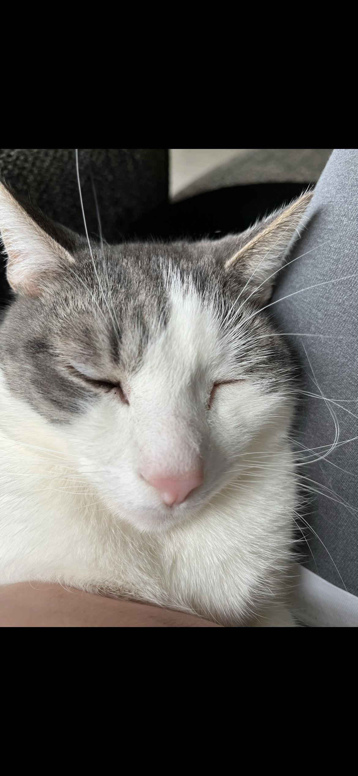 C103 litter Junior, Adoptable, Adult Male Domestic Short Hair.