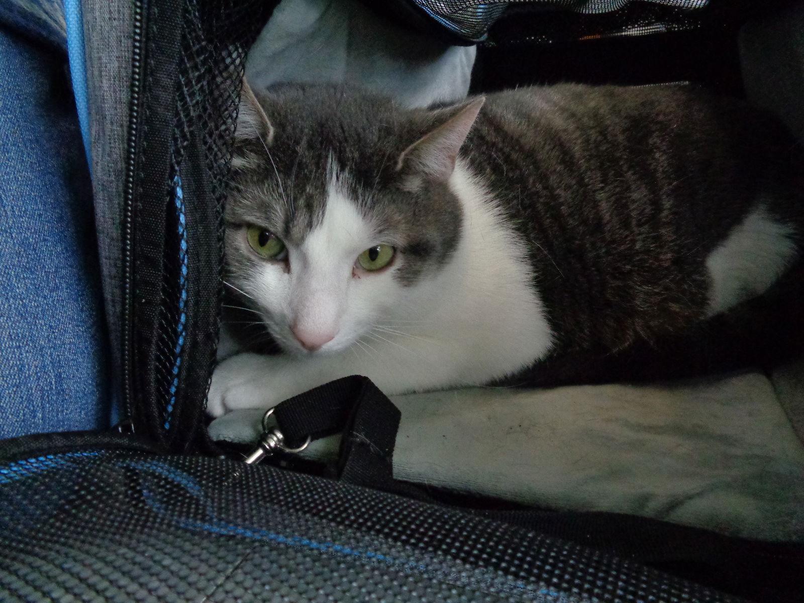 C103 litter Junior, a Adoptable Domestic Short Hair in Livonia, MI image 2/6