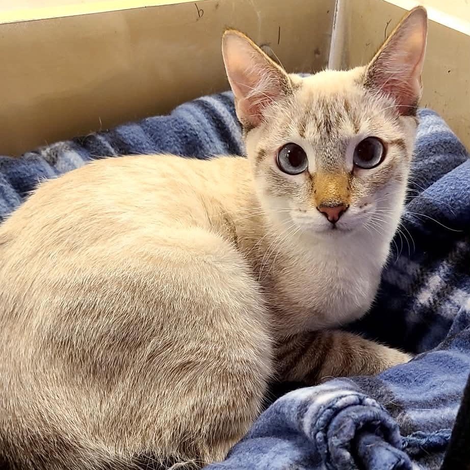 Enlarge Auto, a Adopted mixed breed in Queen Creek, AZ image 2/6