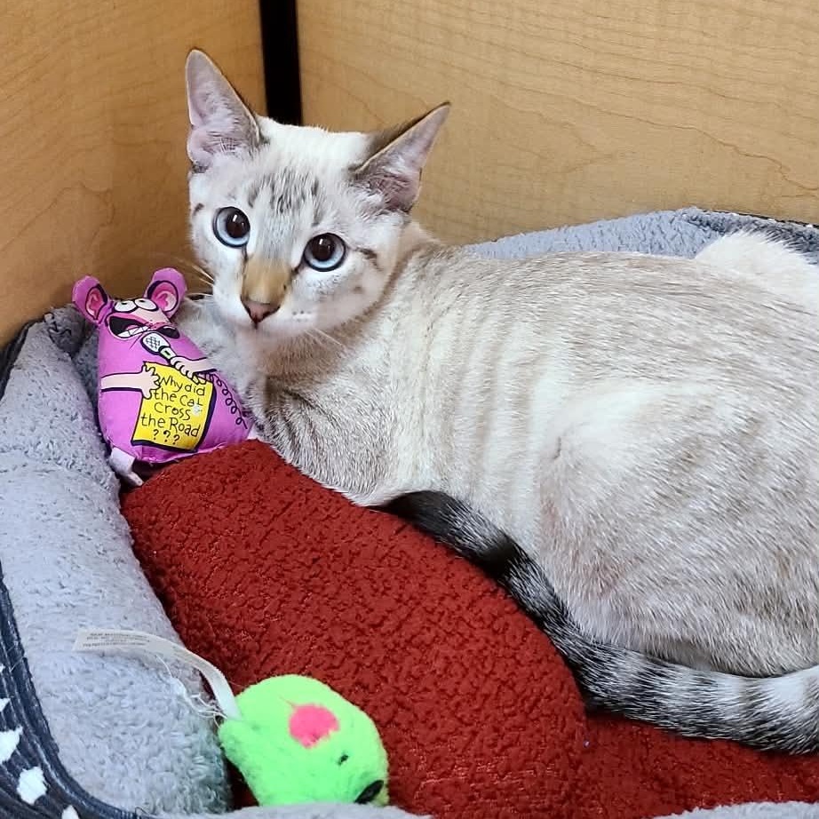 Auto, Adopted, Kitten Male Siamese & Domestic Short Hair.