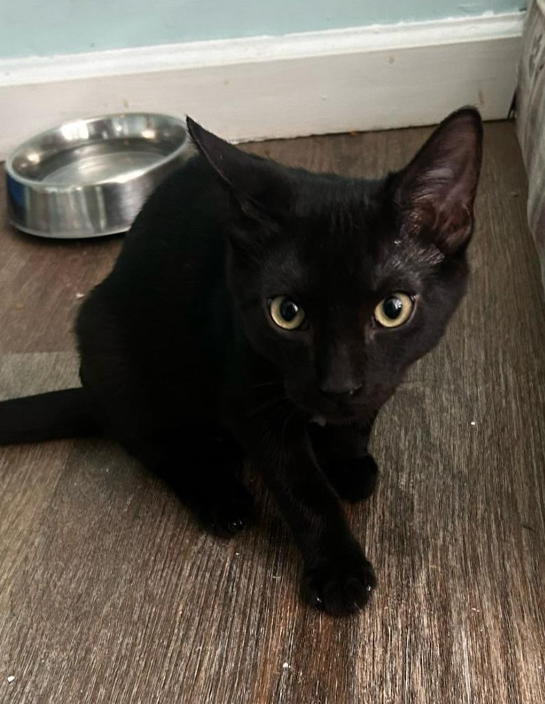 Enlarge Dune, a Adoptable mixed breed in Hardeeville, SC image 1/1