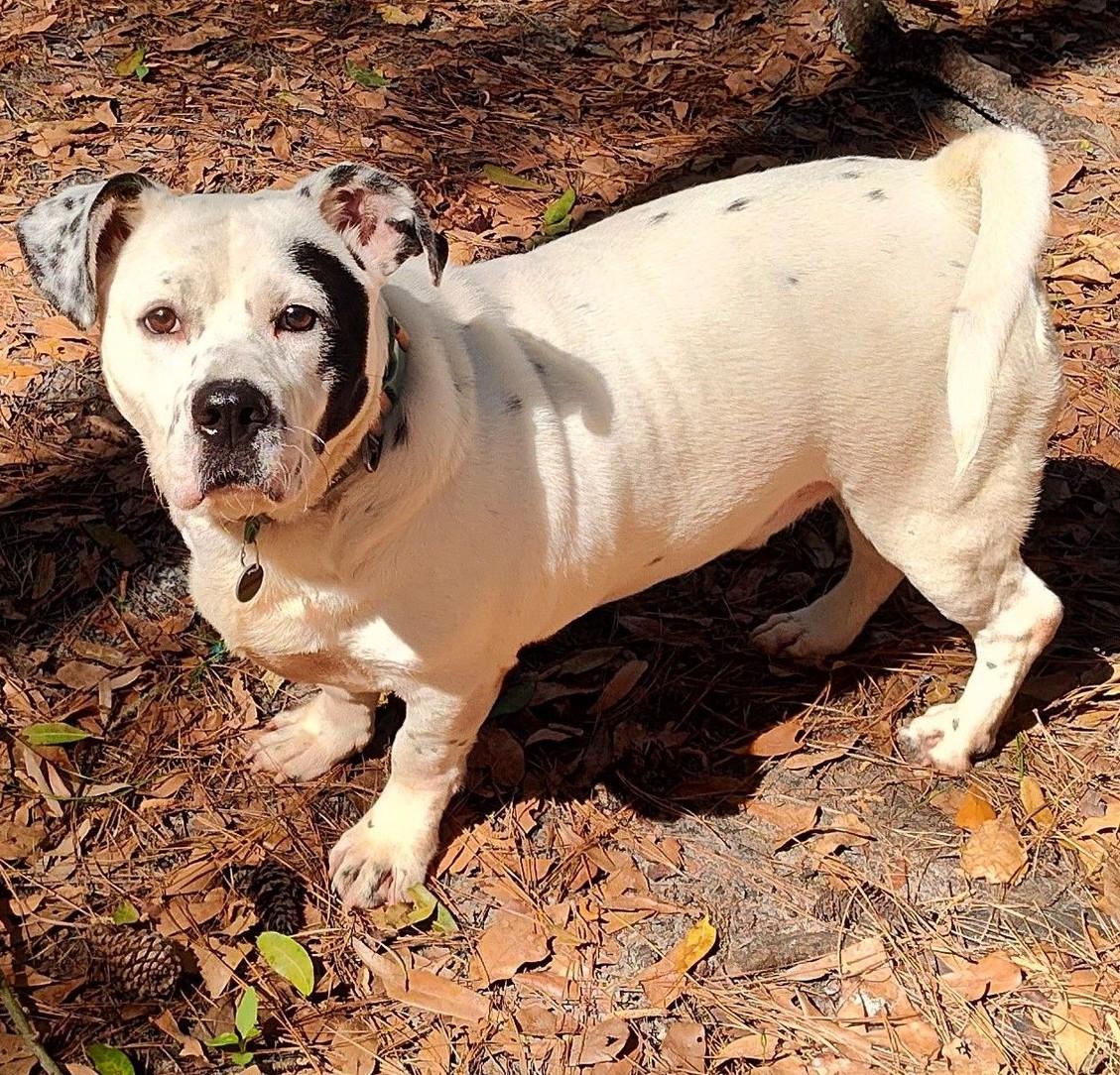 Enlarge Stillwell, a Adoptable American Bulldog in Savannah, GA image 6/6