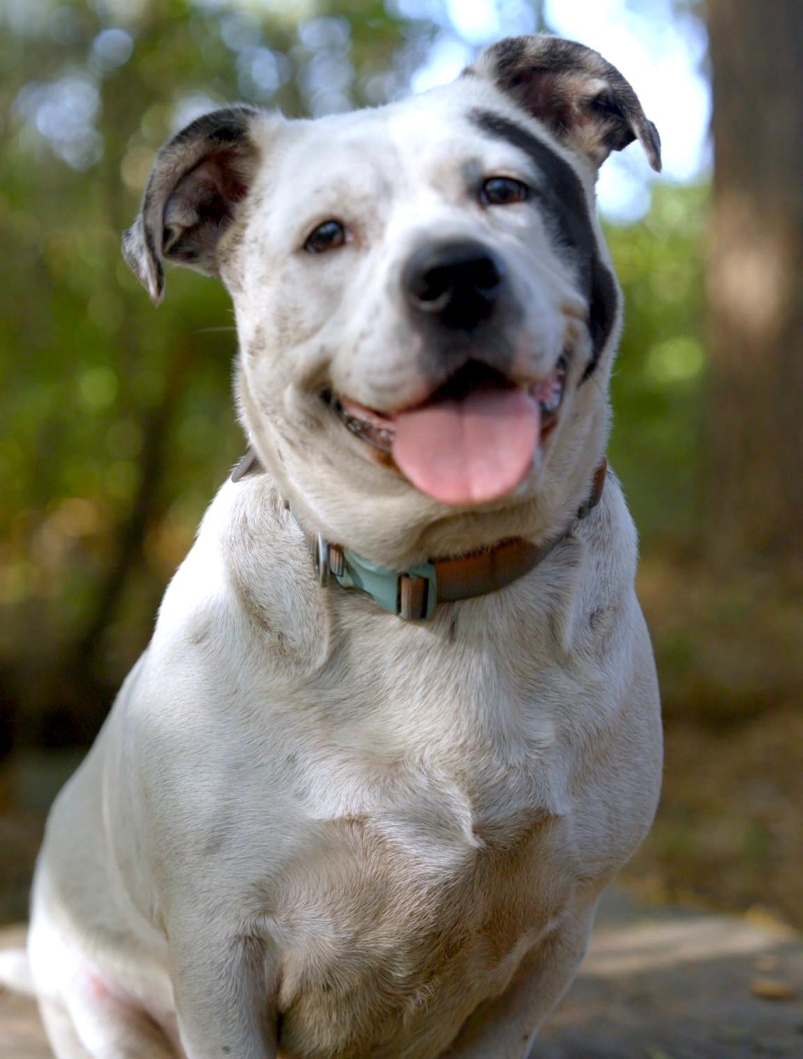 Enlarge Stillwell, a Adoptable American Bulldog in Savannah, GA image 1/6