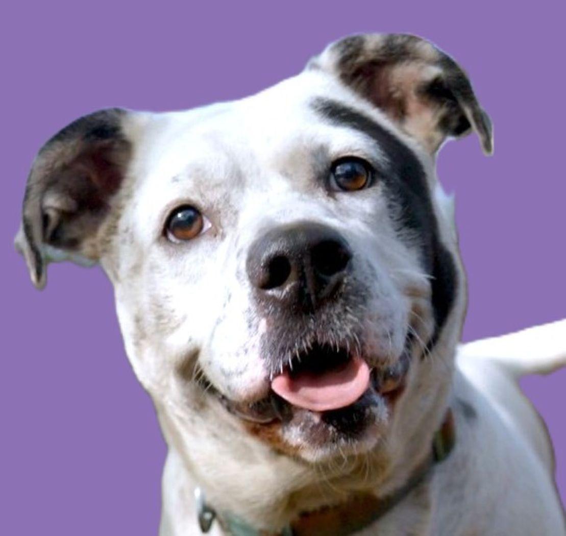 Stillwell, Adoptable, Young Male American Bulldog.