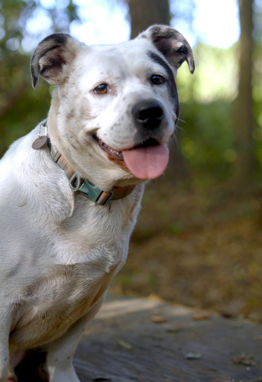 Enlarge Stillwell, a Adoptable American Bulldog in Savannah, GA image 3/6