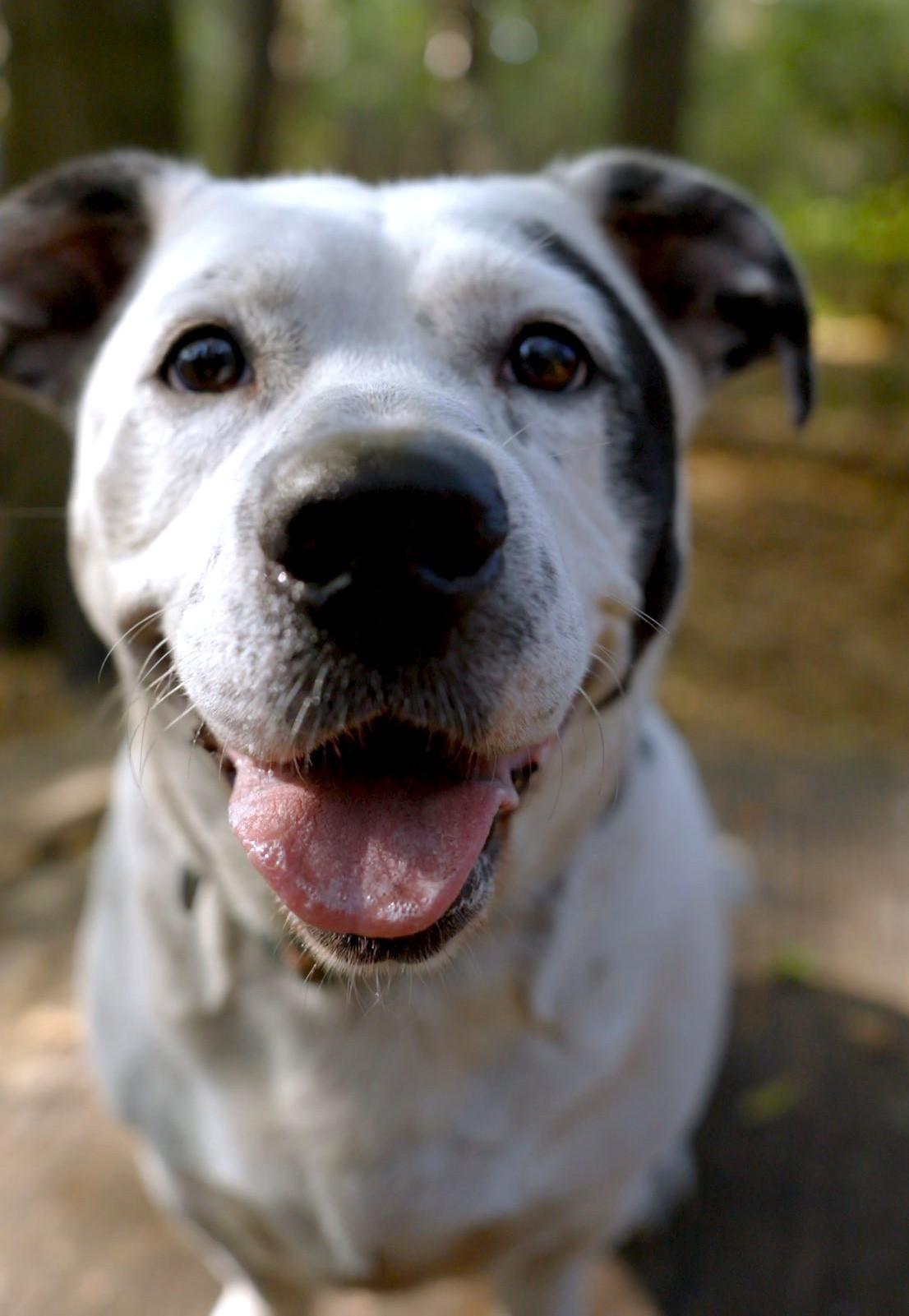Enlarge Stillwell, a Adoptable American Bulldog in Savannah, GA image 4/6