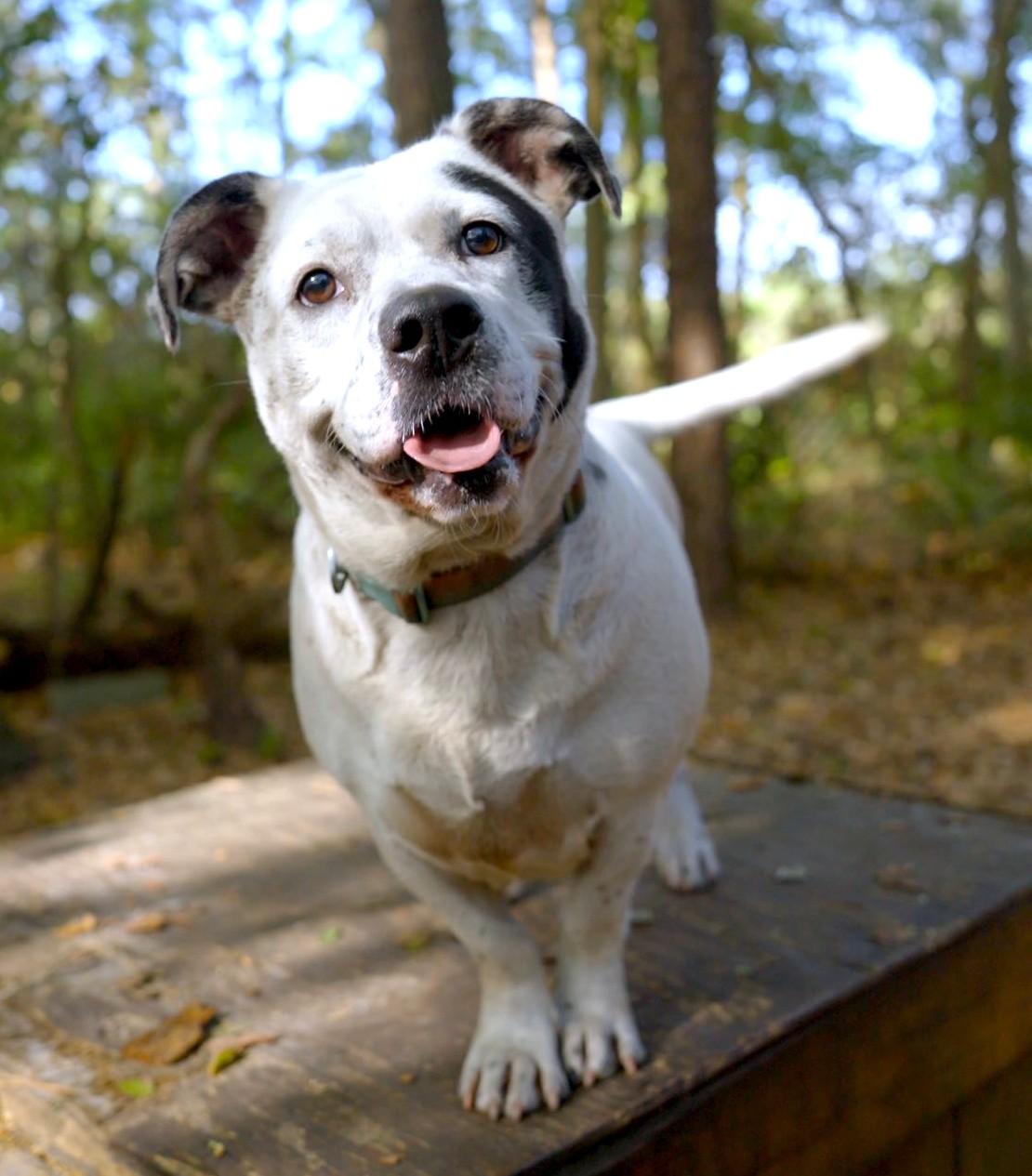 Enlarge Stillwell, a Adoptable American Bulldog in Savannah, GA image 5/6