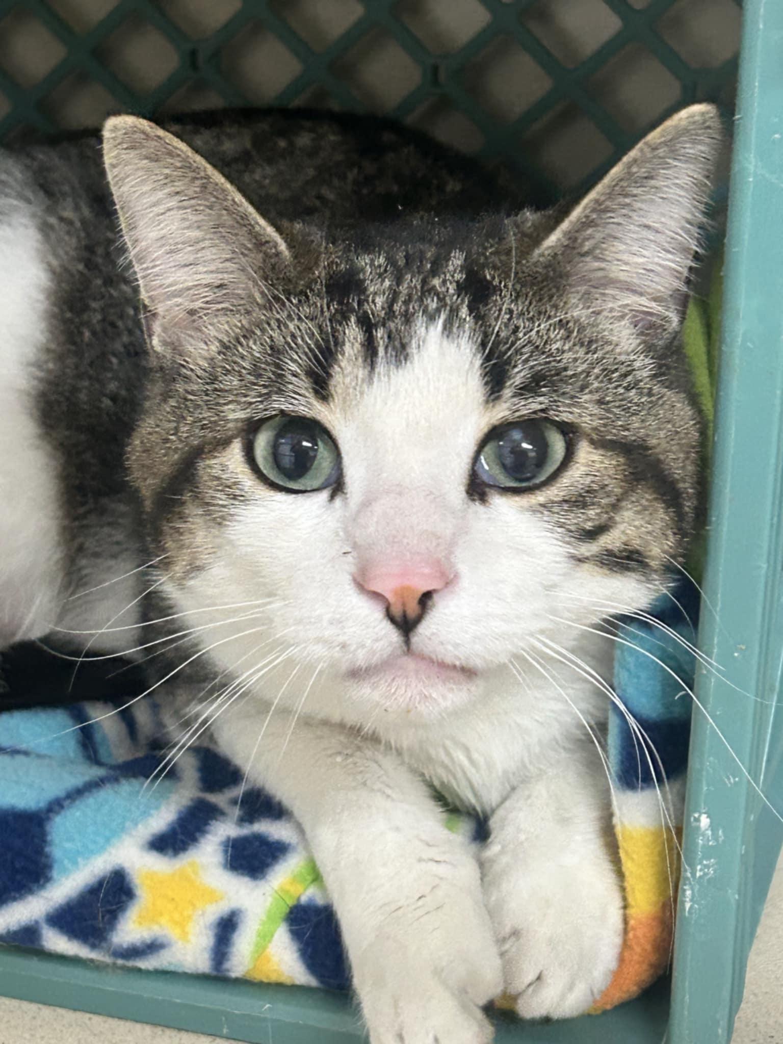 Harvest, Adoptable, Adult Male Domestic Short Hair.