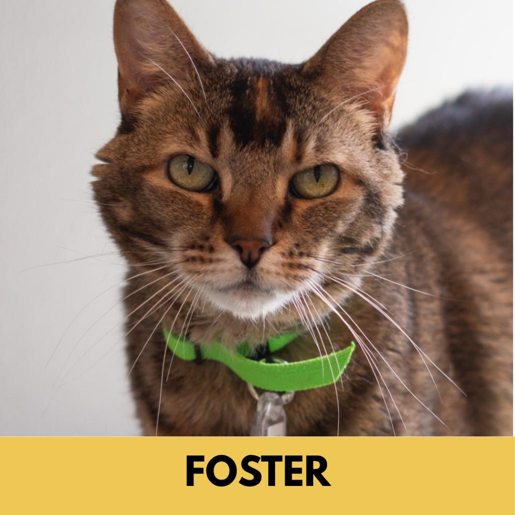 Syra, Adoptable, Senior Female Domestic Short Hair.