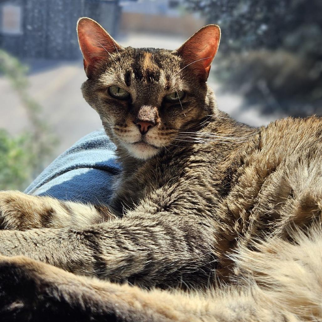 Enlarge Syra, a Adoptable Domestic Short Hair in Lakewood, CO image 2/6