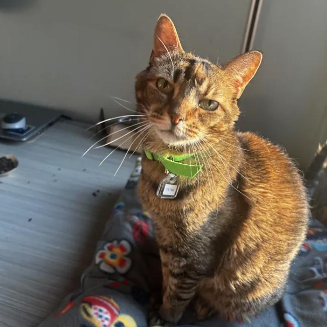 Enlarge Syra, a Adoptable Domestic Short Hair in Lakewood, CO image 3/6