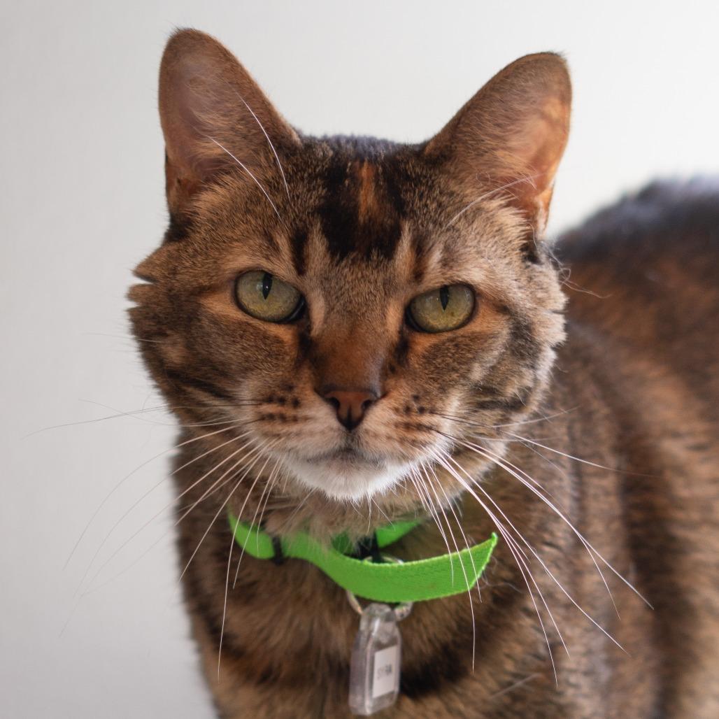 Enlarge Syra, a Adoptable Domestic Short Hair in Lakewood, CO image 6/6