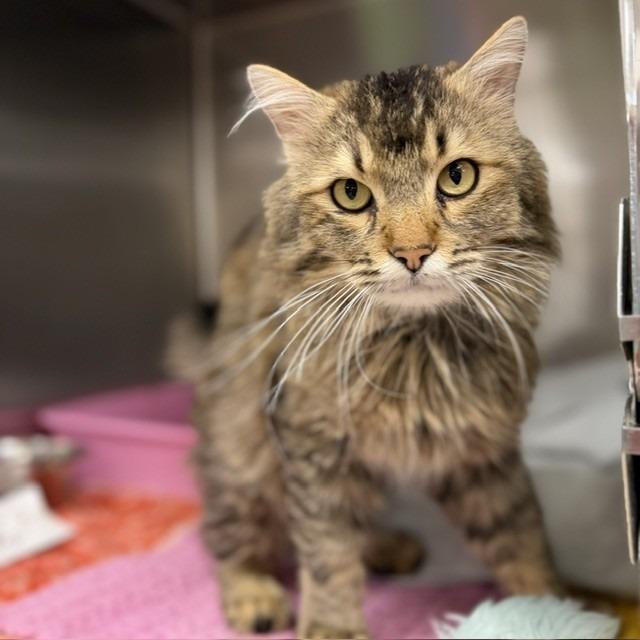 Frank Sinatra, Adoptable, Adult Male Domestic Medium Hair & Domestic Short Hair.