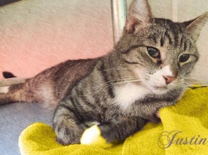 Justin, Adoptable, Adult Male Domestic Short Hair & Domestic Short Hair.