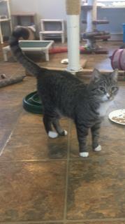 Justin, Adoptable, Adult Male Domestic Short Hair & Domestic Short Hair.