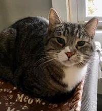 Enlarge Justin, a Adoptable Domestic Short Hair in New Freedom, PA image 2/6