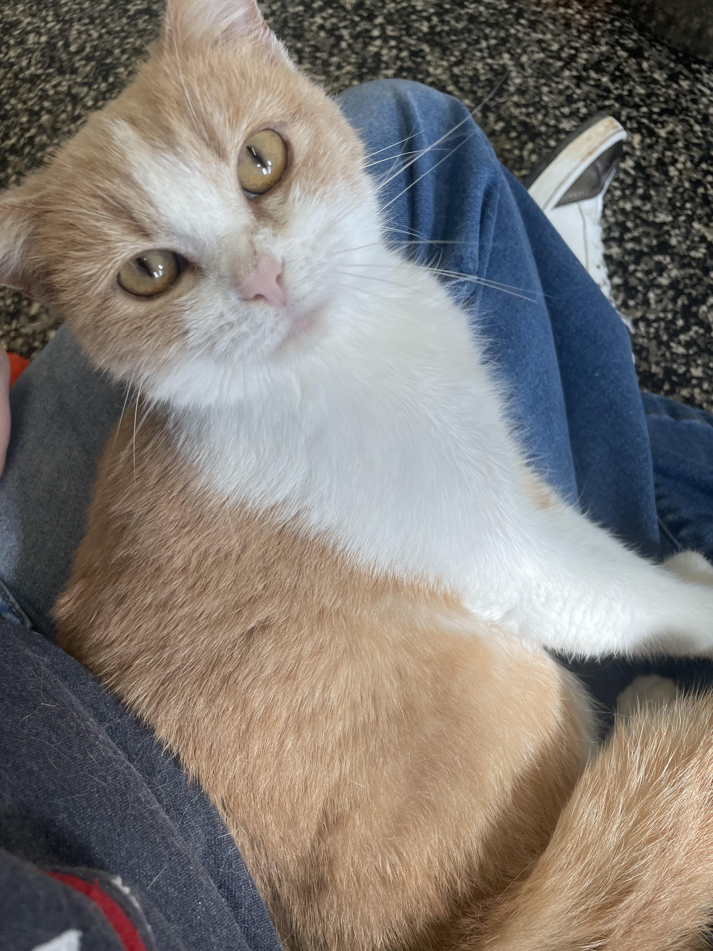 Enlarge Yeller, an adopted Domestic Short Hair in McKenzie, TN image 3/4