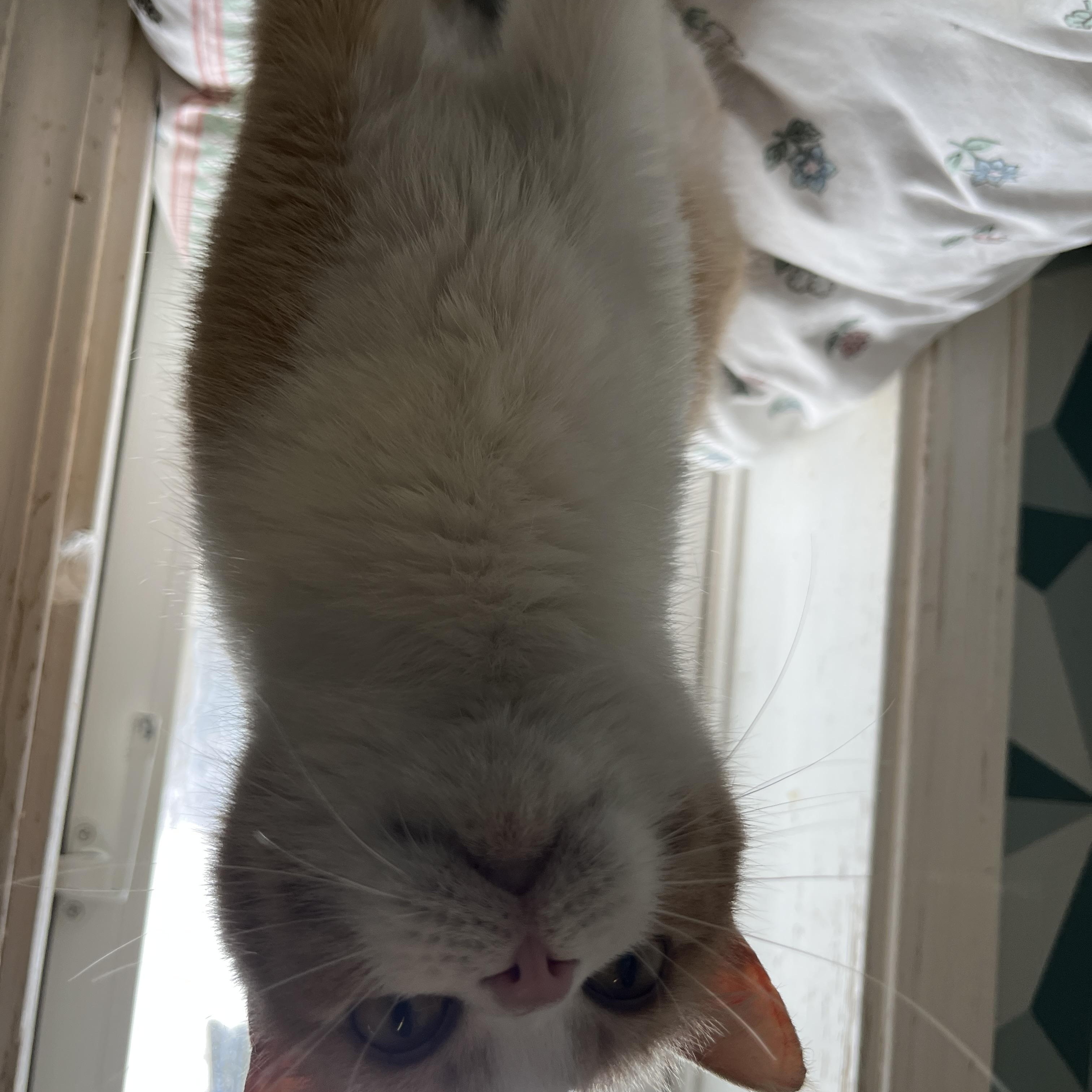 Enlarge Yeller, an adopted Domestic Short Hair in McKenzie, TN image 4/4