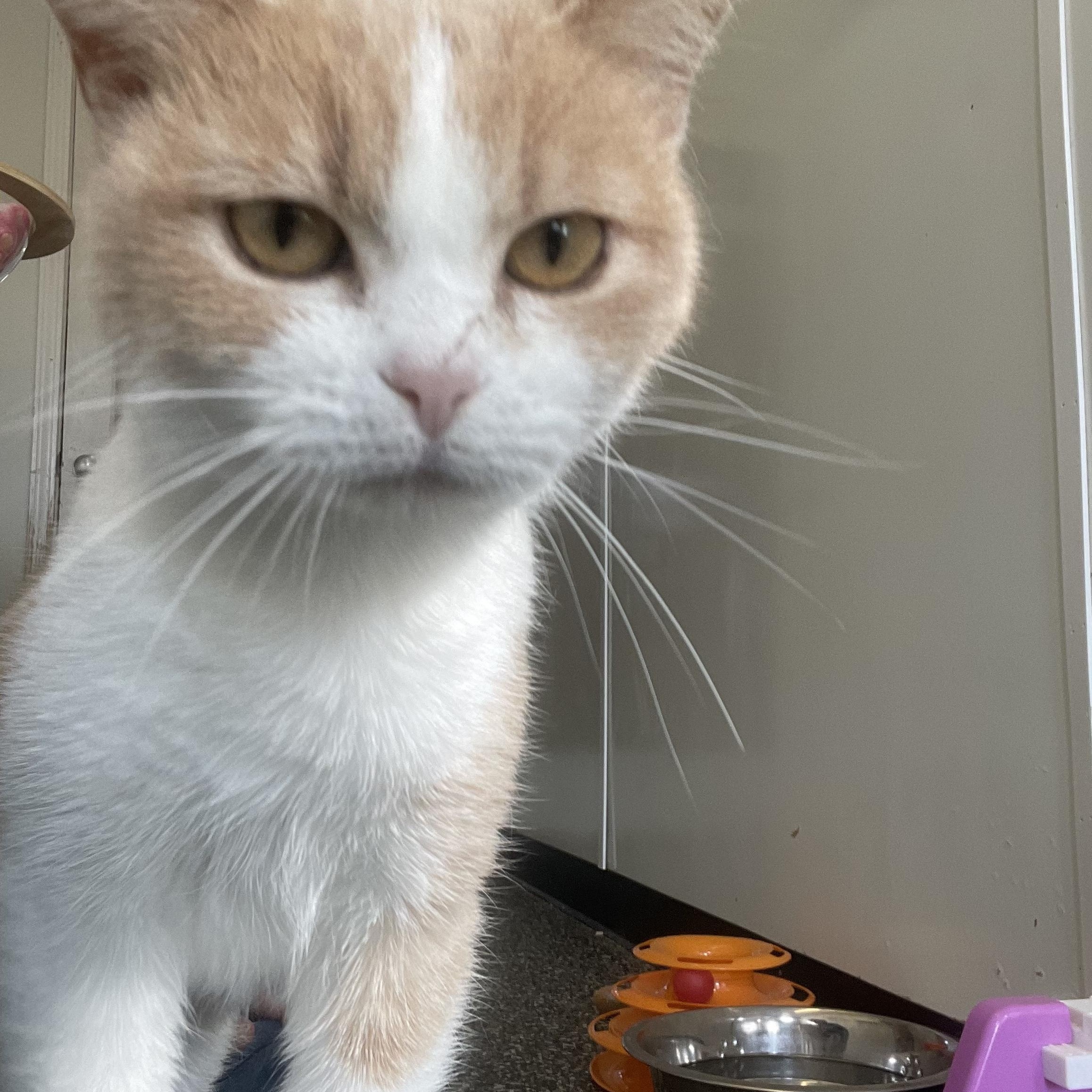 Enlarge Yeller, an adopted Domestic Short Hair in McKenzie, TN image 1/4