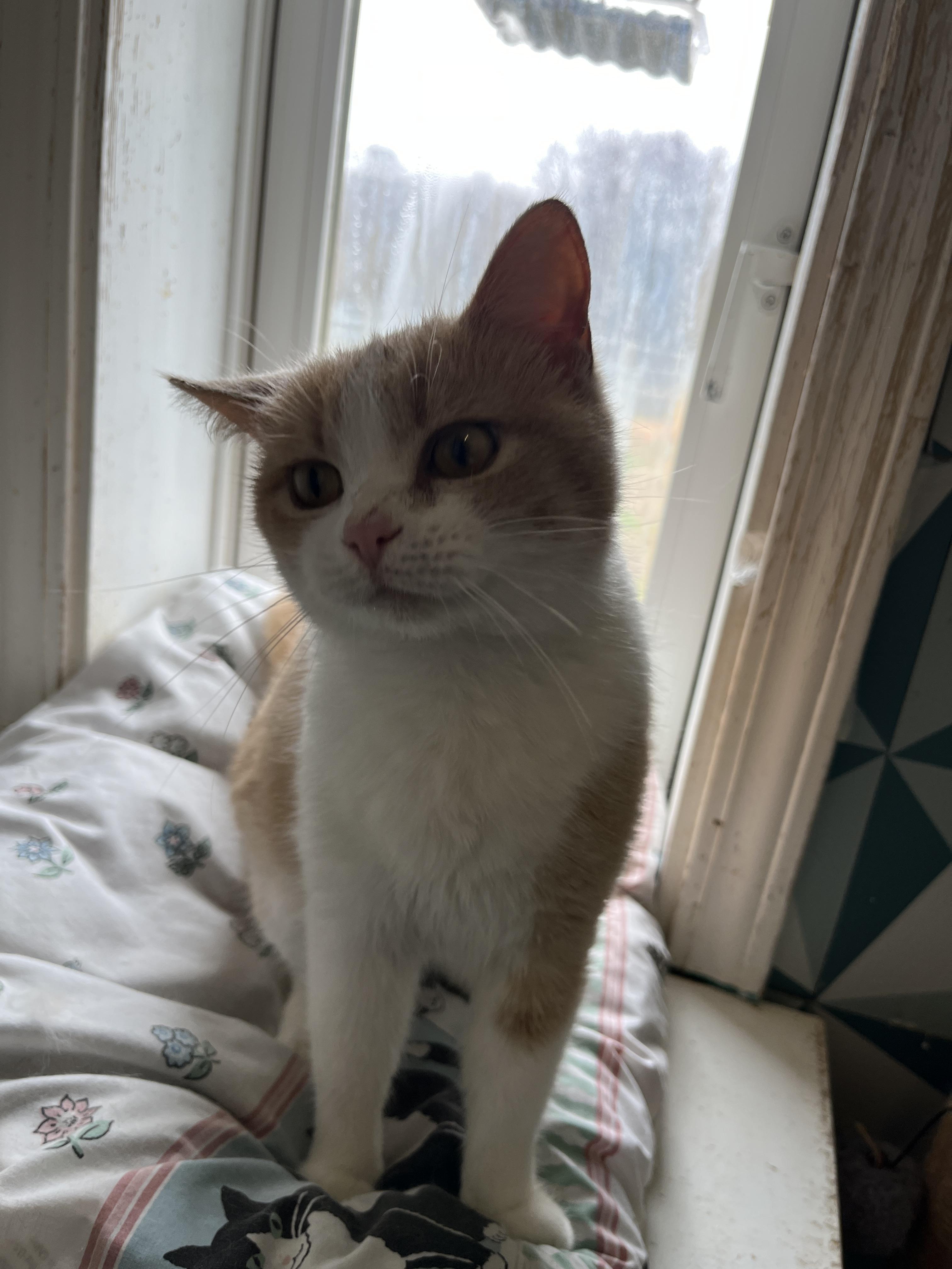 Enlarge Yeller, an adopted Domestic Short Hair in McKenzie, TN image 2/4