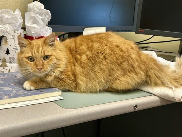 Enlarge GARFIELD, a Adoptable Domestic Medium Hair in Salinas, CA image 1/1
