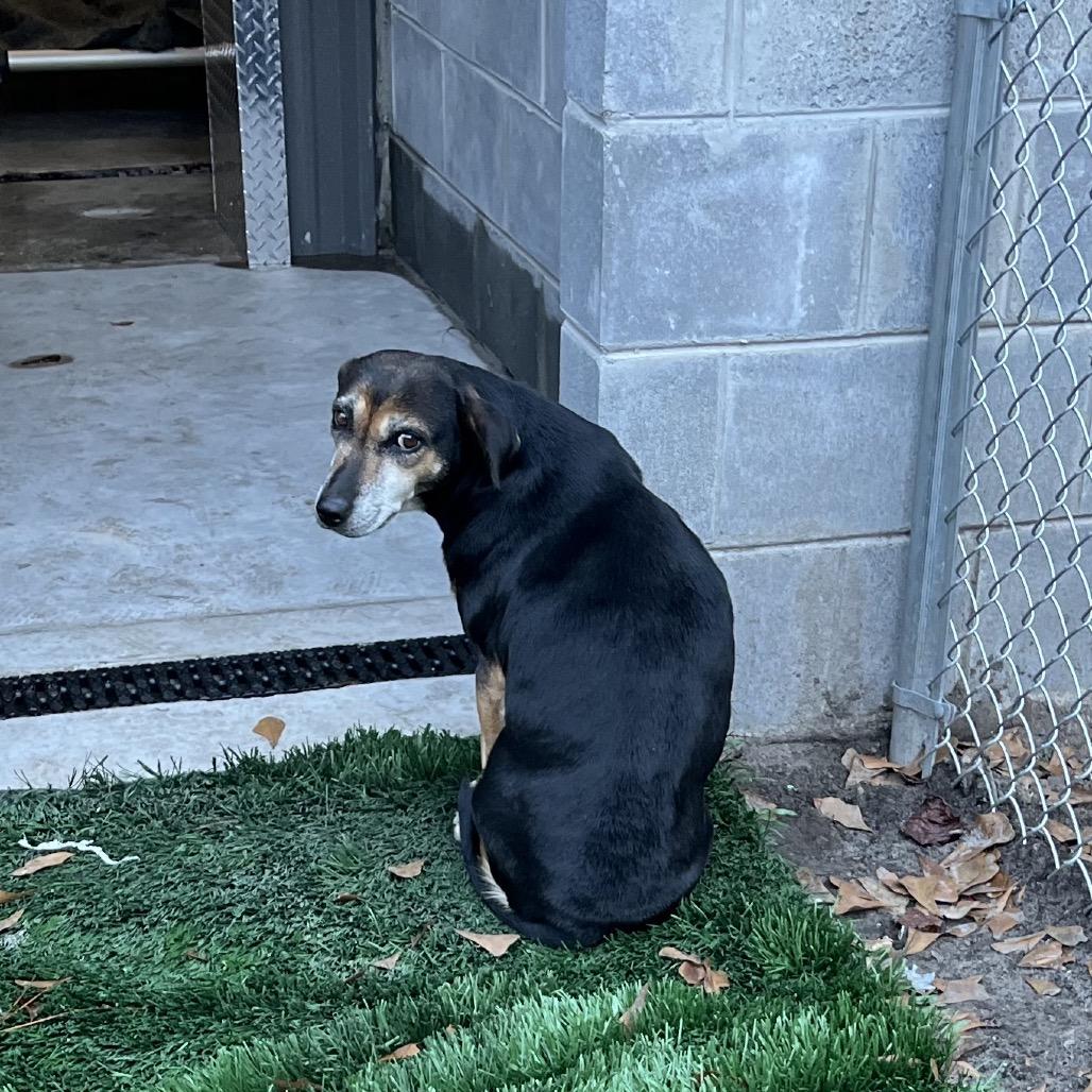 Noel, Adoptable, Senior Female Beagle & Mixed Breed.