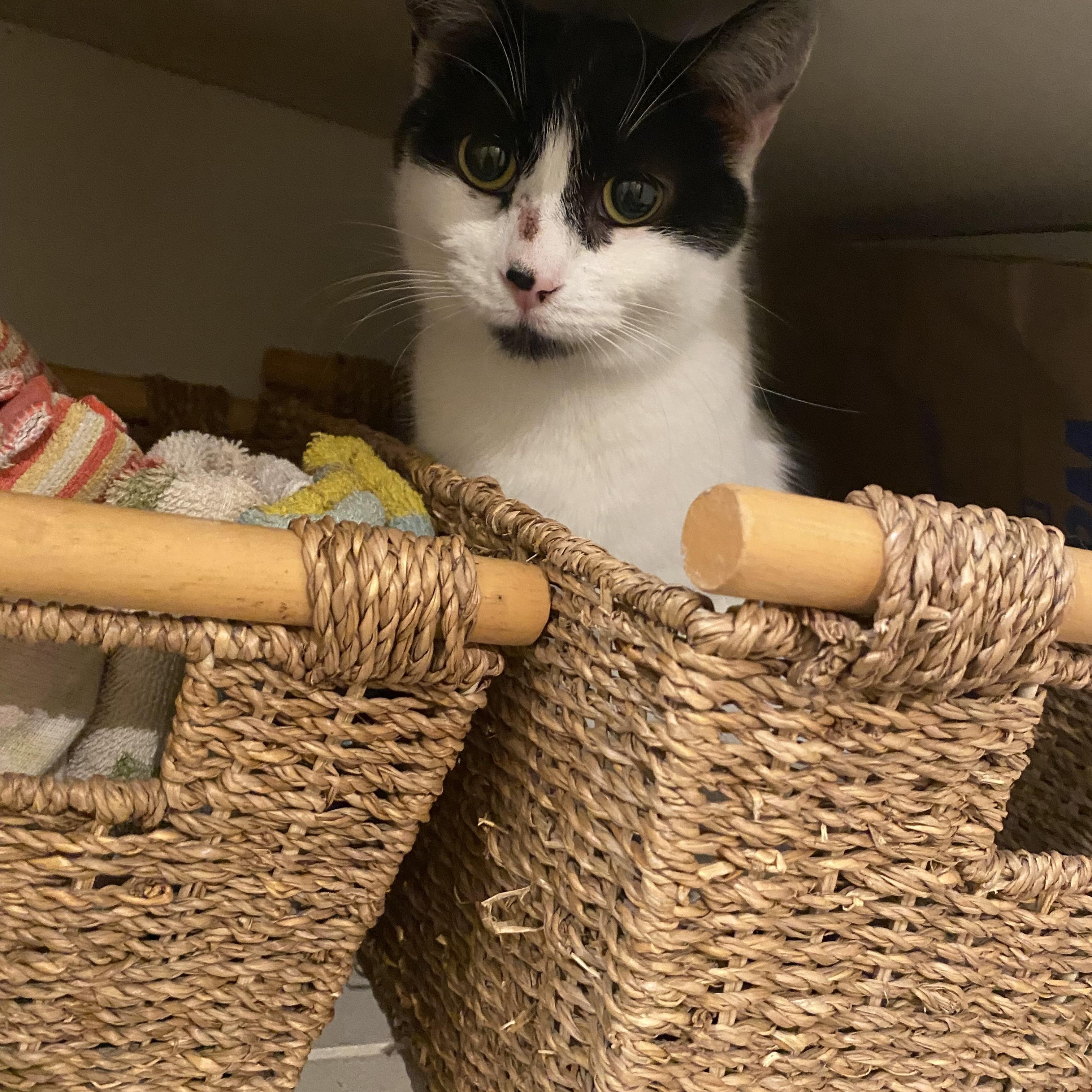 Enlarge Dalida, a ADOPTABLE Domestic Short Hair in BURNABY, BC image 1/1