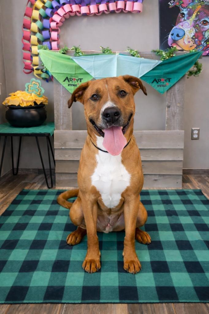 Enlarge Duke Yrly 484, a Adopted Pit Bull Terrier in Sidney, OH image 1/5