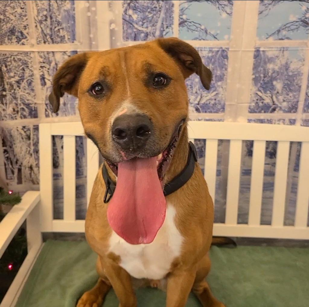 Enlarge Duke Yrly 484, a Adopted Pit Bull Terrier in Sidney, OH image 2/5