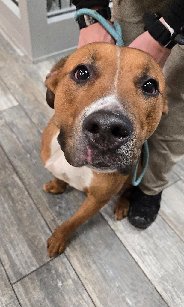 Enlarge Duke Yrly 484, a Adopted Pit Bull Terrier in Sidney, OH image 3/5