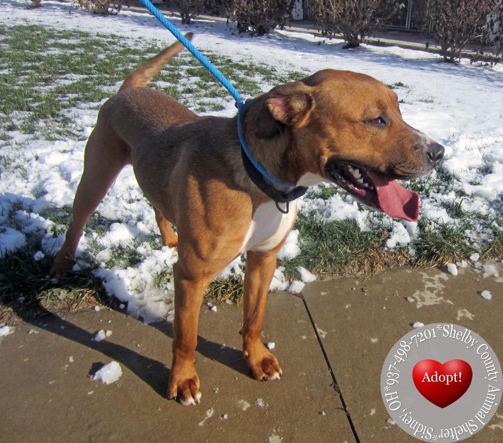 Enlarge Duke Yrly 484, a Adopted Pit Bull Terrier in Sidney, OH image 4/5