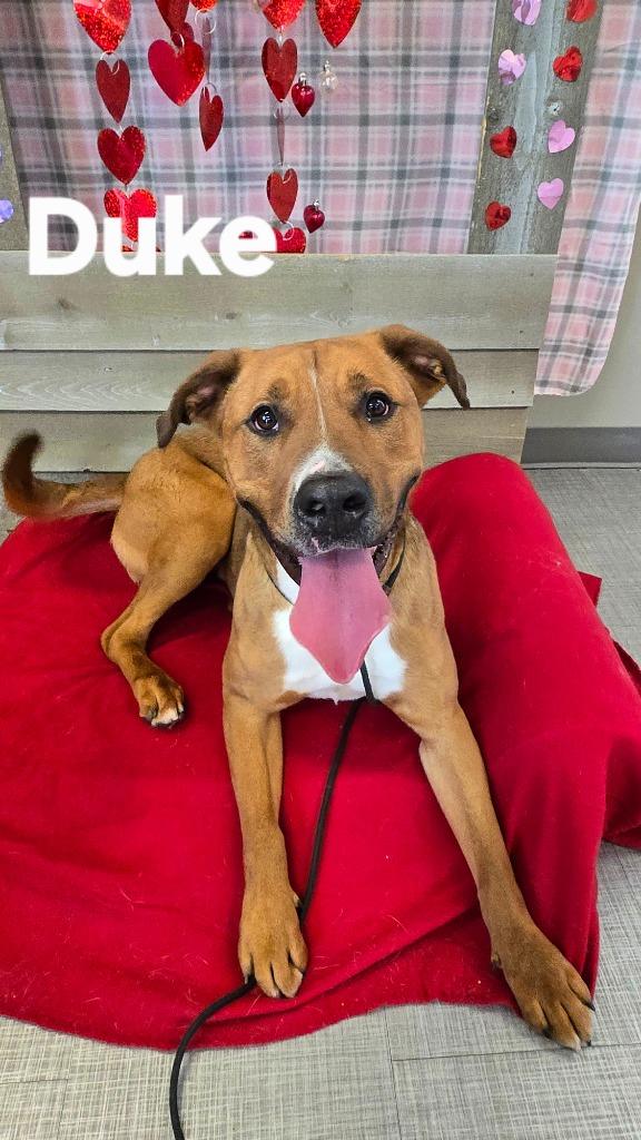 Enlarge Duke Yrly 484, a Adopted Pit Bull Terrier in Sidney, OH image 5/5