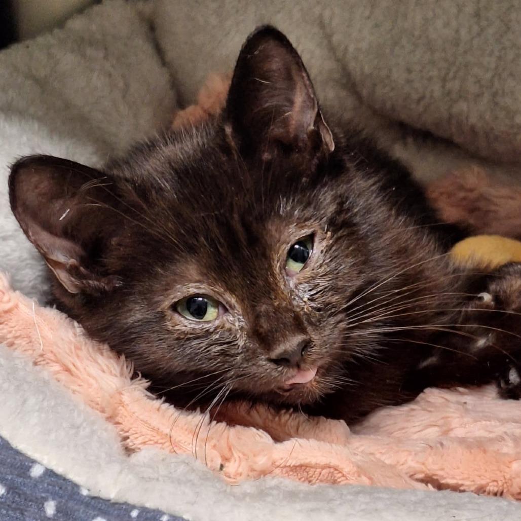 Marshmallow, Adoptable, Kitten Male Domestic Short Hair.